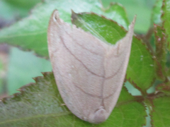 Pseudalbara parvula