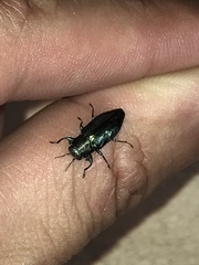 Chrysobothris analis