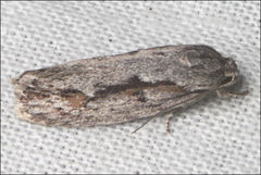 Agriophara leptosemela