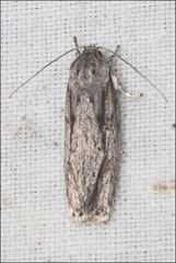 Agriophara leptosemela