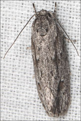 Agriophara leptosemela