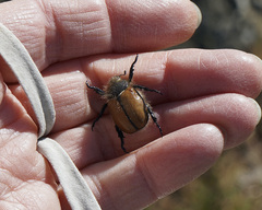 Paracotalpa