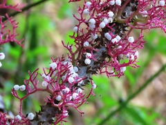 Urera baccifera