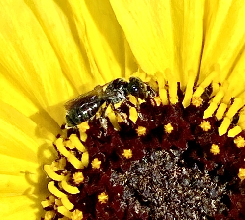 iNaturalist observation photo of Zadontomerus
