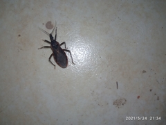 Triatoma rubida