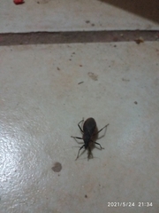 Triatoma rubida