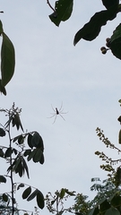 Nephila