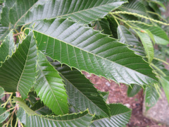 Castanea crenata