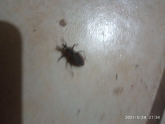 Triatoma rubida