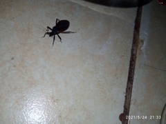 Triatoma rubida