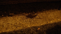 Ceuthophilus maculatus