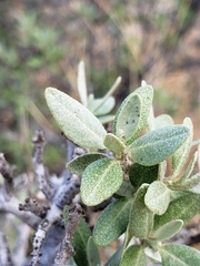 Shepherdia argentea