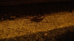 Ceuthophilus maculatus