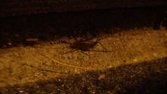 Ceuthophilus maculatus