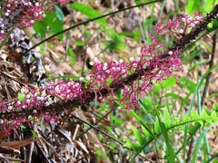 Urera baccifera