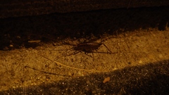 Ceuthophilus maculatus