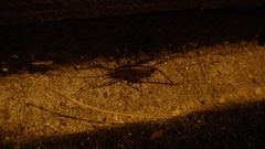 Ceuthophilus maculatus