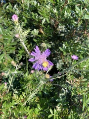 Galactites tomentosus