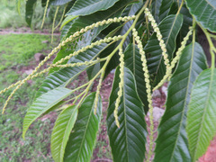 Castanea crenata