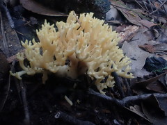 Ramaria watlingii