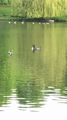 Branta canadensis