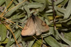 Lignyoptera fumidaria