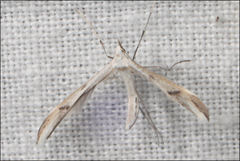 Platyptilia celidotus