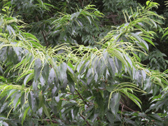 Castanea crenata