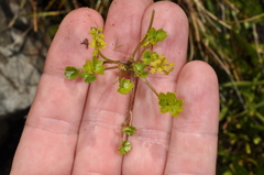 Azorella pallida
