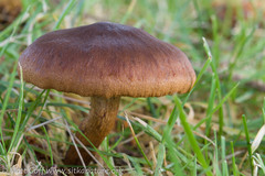 Cortinarius cinnamomeus