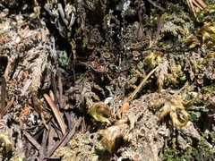 Psoroma hypnorum