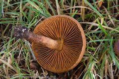 Cortinarius cinnamomeus