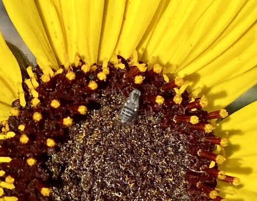 iNaturalist observation photo of Apolysis