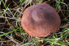 Cortinarius smithii