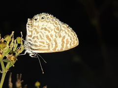 Leptotes delalande