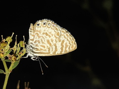 Leptotes delalande