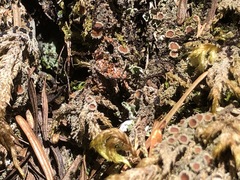 Psoroma hypnorum