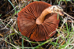 Cortinarius smithii