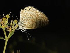 Leptotes delalande