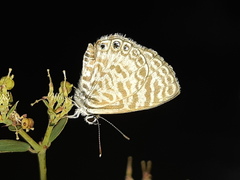 Leptotes delalande