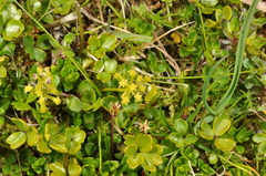 Azorella pallida