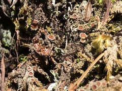 Psoroma hypnorum
