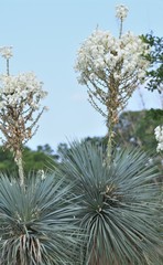 Yucca rostrata