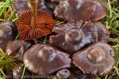 Cortinarius smithii