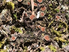 Psoroma hypnorum