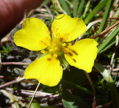 Potentilla anglica