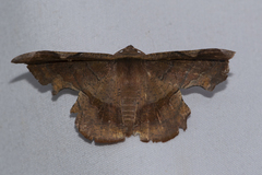 Fascellina chromataria