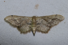 Idaea violacea
