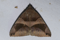 Bastilla arcuata