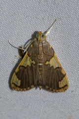 Rehimena phrynealis